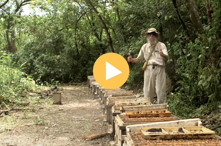 WINGSPAN  Burt's Bees, a Vegan Tragedy