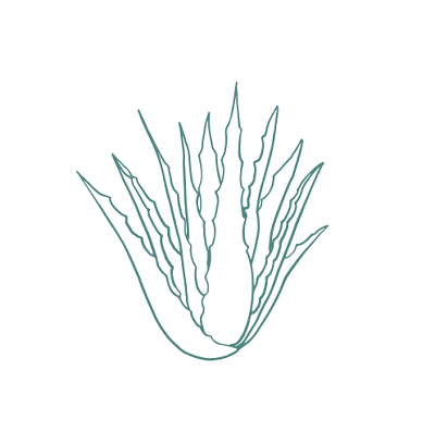 illustration of aloe