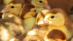 Ducks babies huddling together to represent support 