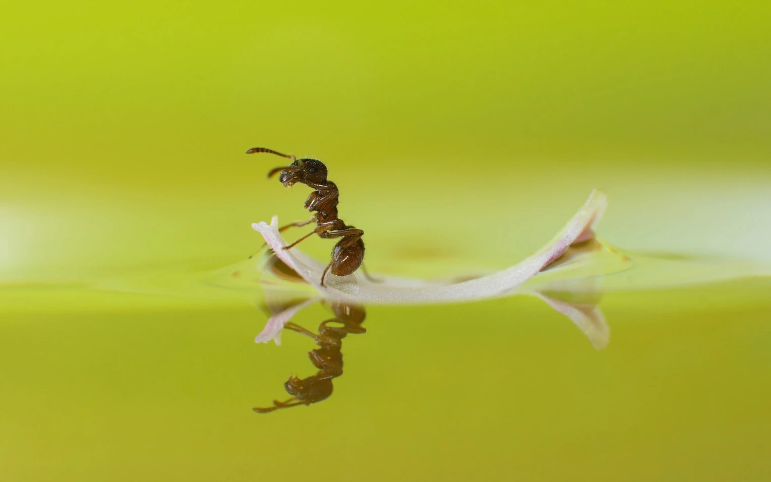 A picture of and riding a leaf on top of a pool of water to represent learning 