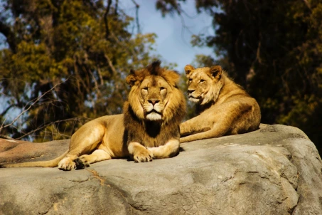 Pictures of lions represent honesty and courage