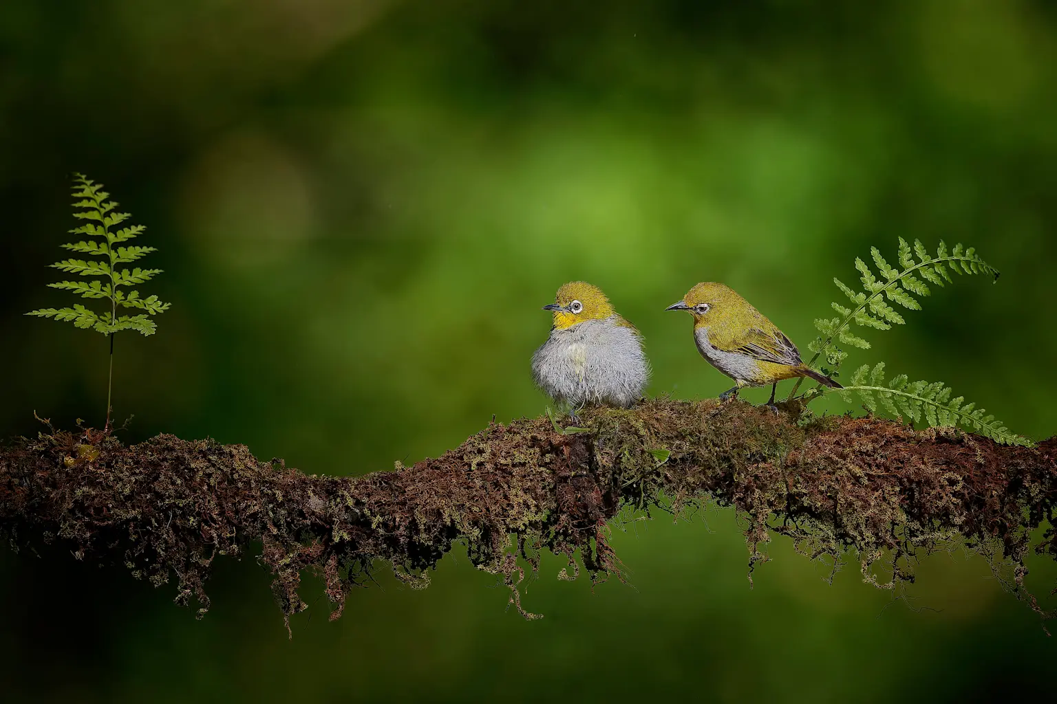 Photo de couverture de l'article