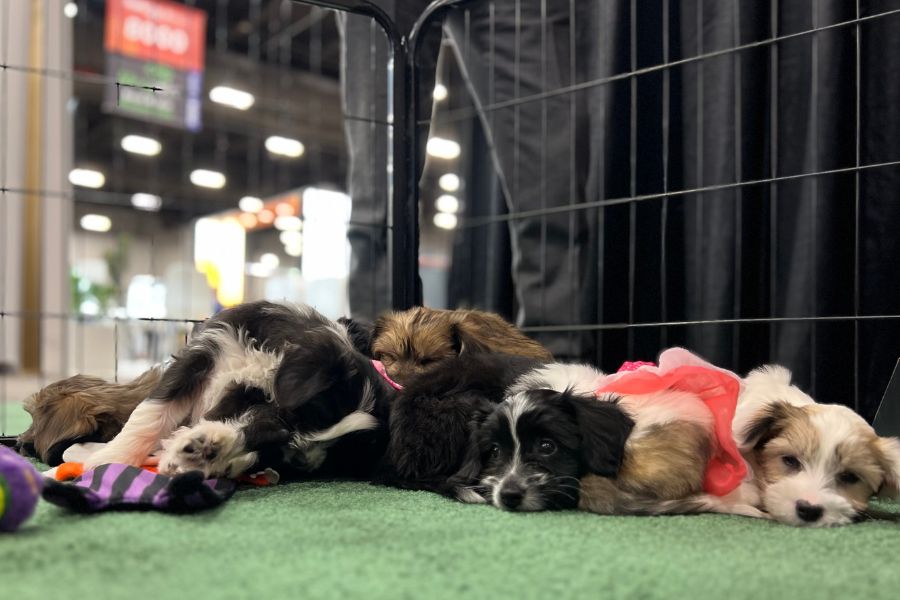 Bark Park at SupplySide West 2024