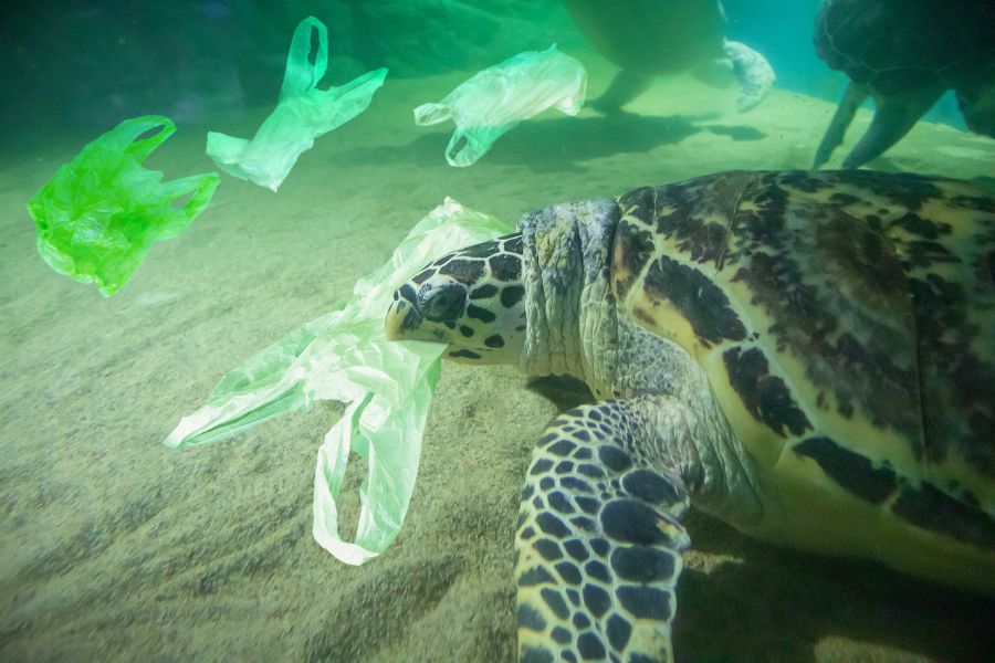 turtle consuming a plastic bag in the ocean