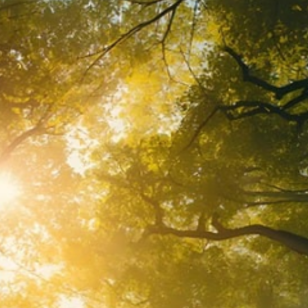 Huda Al Abudi avatar