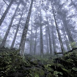 South China-Vietnam Subtropical Evergreen Forests