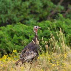 Wild Turkey reintroduced to Long Island