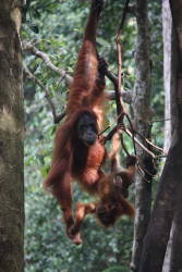 Conservation Efforts to Stop the Loss of Orangutan Habitat