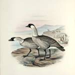 Nēnē, Hawaiian Goose