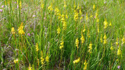 Endangered flowering rhizome survives in fragile microhabitats