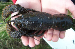 Kōura/crayfish "functionally extinct" in the Gulf