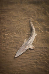 Pallid sturgeon population in peril