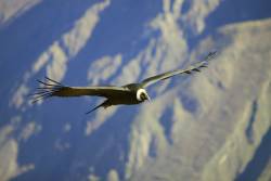 Highland condor habitat protected