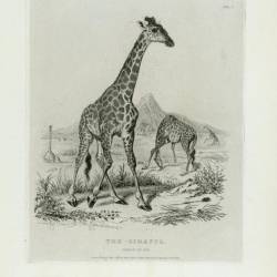 Stalking giraffes, Sir Samuel W. Baker