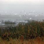 A river of Grass, Marjory Stoneman Douglas