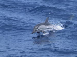 Parks & Reserves: Pelagos Sanctuary for Mediterranean Marine Mammals