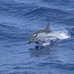 Parks & Reserves: Pelagos Sanctuary for Mediterranean Marine Mammals
