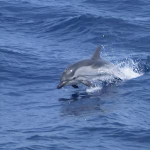 Parks & Reserves: Pelagos Sanctuary for Mediterranean Marine Mammals