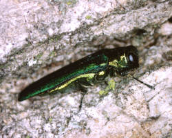 Emerald ash borer kills tens of millions of ash trees