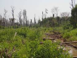 Tree mortality and forest die-off from drought