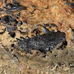 Emergence of the first tetrapods