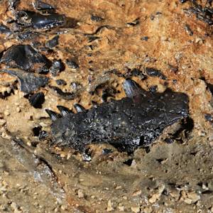 Emergence of the first tetrapods