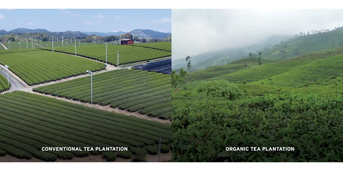 TEA conventional vs organic plantations