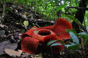 Rafflesia