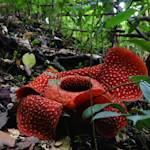 Rafflesia