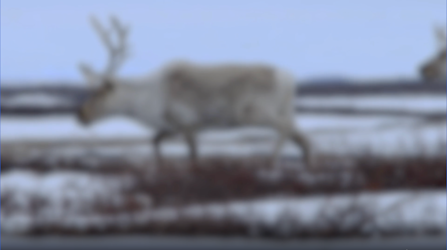 Caribou