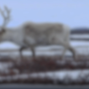 Caribou