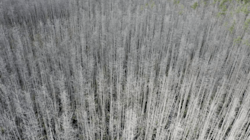 Climate Change Induces “Ghost Forests” 