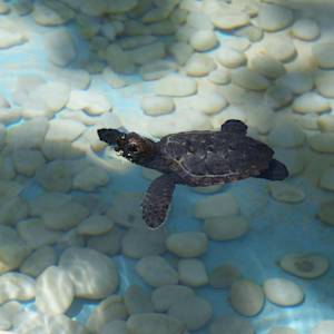 Sea Turtles In Brazil