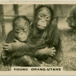 Lack of Protection for Orangutans Due to Political Strife