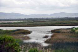 Tidal fluctuations threaten wetland restoration