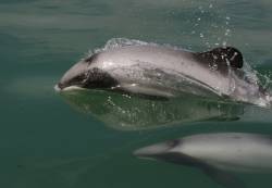 Maui's dolphin population slips below 50