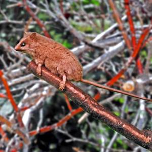 Red-bellied gracile opossum