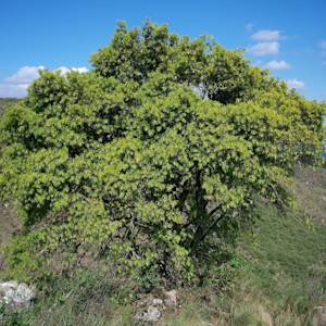 Podocarpus parlatorei