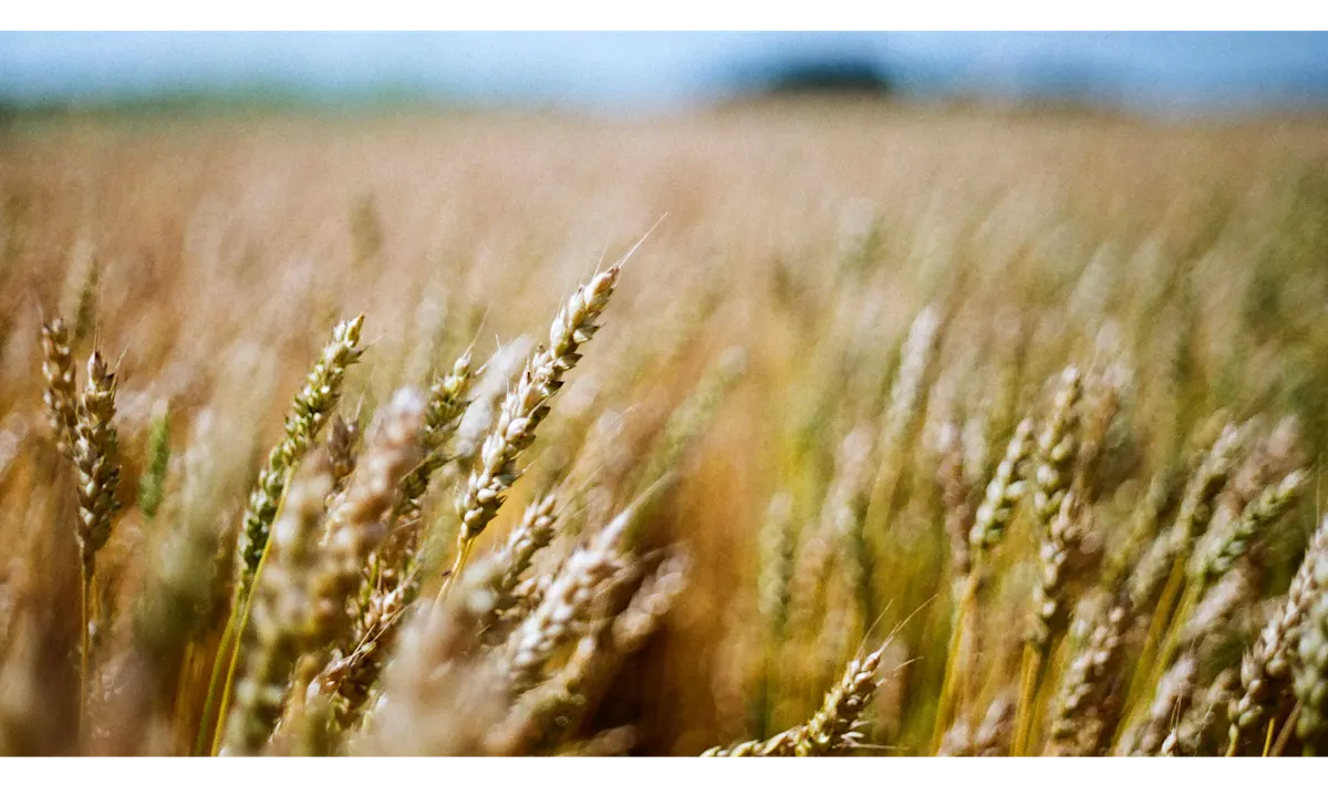 top crops WHEAT