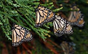 Monarch Butterflies Were Everywhere