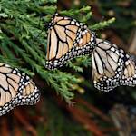 Monarch Butterflies Were Everywhere