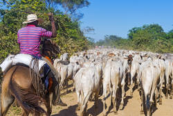 Cattle ranchers pastures removes Pantanal animals