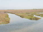 Salt marsh restoration in Venice