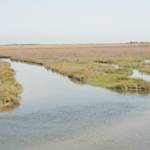 Salt marsh restoration in Venice