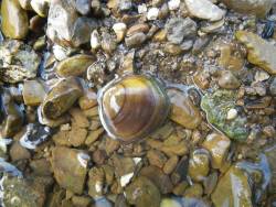 Mussels disappearing 