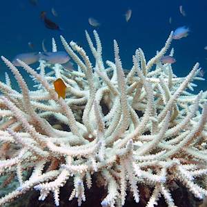 Mass coral bleaching event