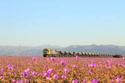 The Atacama blooms early