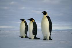 Emperor penguins listed as threatened