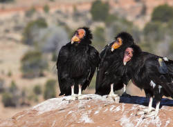 Proposal to establish population of California Condors in the Pacific Northwest