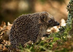 No More Hedgehogs
